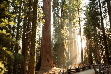 Sunset in Sequoia national park in California, USAの写真素材