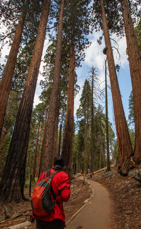 Man in Sequoia national park in California, USAの写真素材
