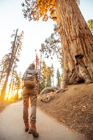 Hiker in Sequoia national park in California, USAの写真素材