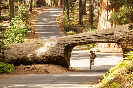 Hiker in Sequoia national park in California, USAの写真素材