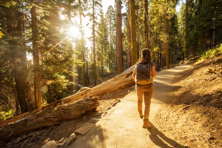 Hiker in Sequoia national park in California, USAの写真素材