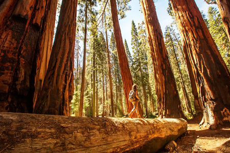 Hiker in Sequoia national park in California, USAの写真素材