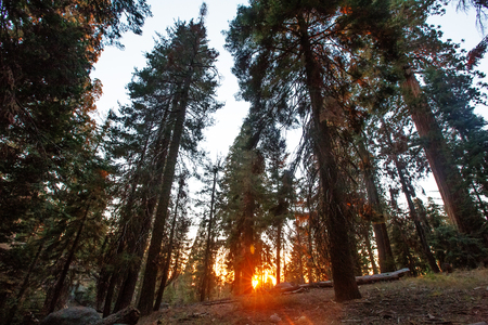 Sunset in Sequoia national park in California, USAの写真素材