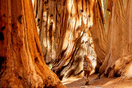 Hiker in Sequoia national park in California, USAの写真素材