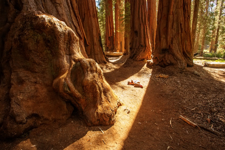Hiker in Sequoia national park in California, USA