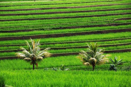 Beautiful Rice Terraces, Bali, Indonesiaの写真素材