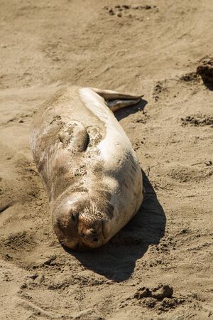 fur seal on the oceanの写真素材