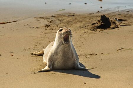 fur seal on the oceanの写真素材