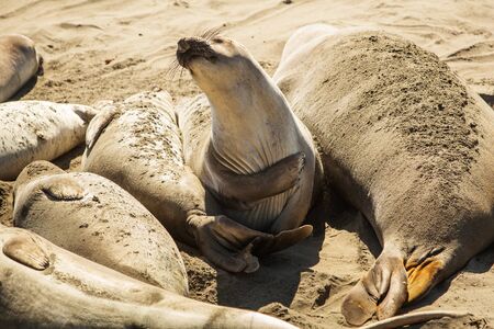 fur seal on the oceanの写真素材