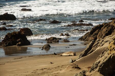 fur seal on the oceanの写真素材