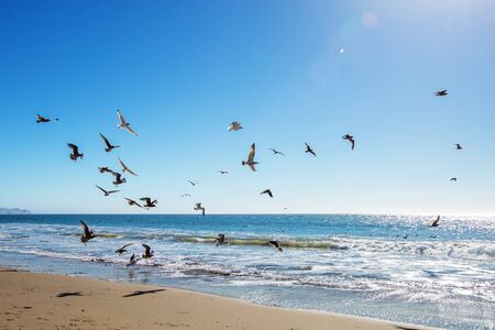 Beautiful view of the ocean with seagullsの写真素材