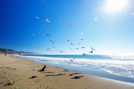 Beautiful view of the ocean with seagullsの写真素材