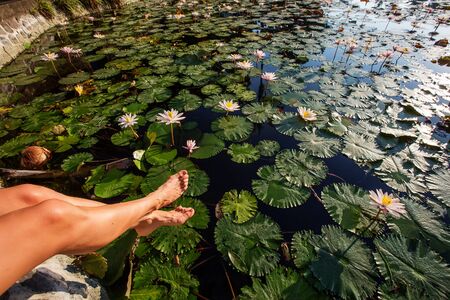beautiful lotus flower on the waterの写真素材
