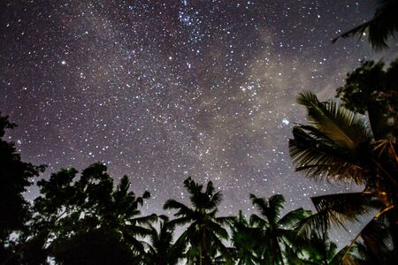 Night landscape with palm treesの写真素材
