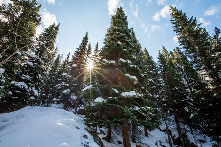 Beautiful fir tree in winter forestの写真素材