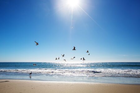 Beautiful view of the ocean with seagullsの写真素材