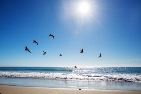 Beautiful view of the ocean with seagullsの写真素材
