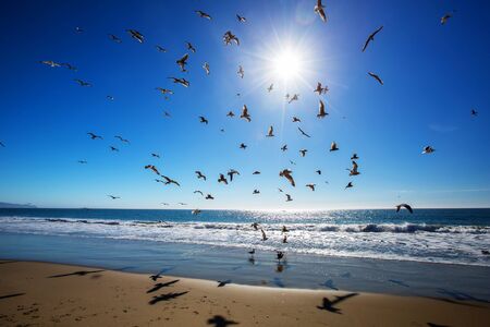 Beautiful view of the ocean with seagullsの写真素材