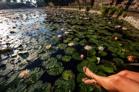beautiful lotus flower on the waterの写真素材