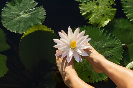 beautiful lotus flower on the waterの写真素材