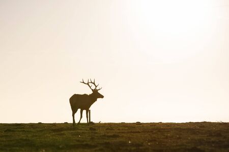 silhouette of deer on beautiful sky backgroundの写真素材