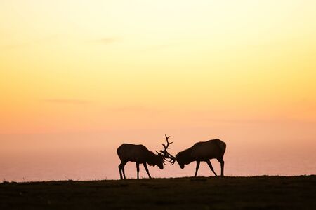 silhouette of deer on beautiful sky backgroundの写真素材