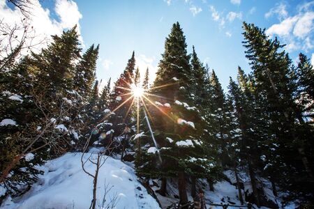 Beautiful fir tree in winter forestの写真素材