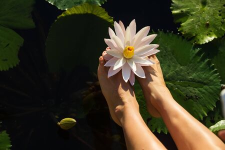 beautiful lotus flower on the waterの写真素材