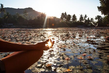 Woman practices yoga on a lake with lotus water liliesの写真素材