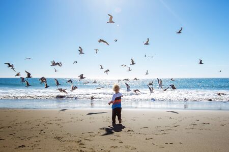 Happy and free boy on the beach with seagullsの写真素材