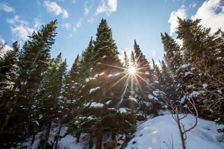 Beautiful fir tree in winter forestの写真素材