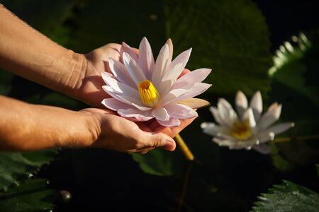 beautiful lotus flower on the waterの写真素材