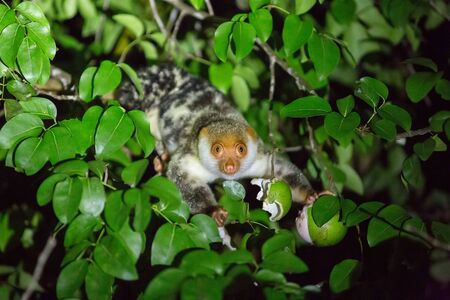 Kuskus on the tree of Pulau Kri island, Raja Ampat, Indonesiaの写真素材