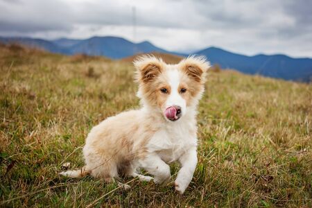 Happy puppyの写真素材
