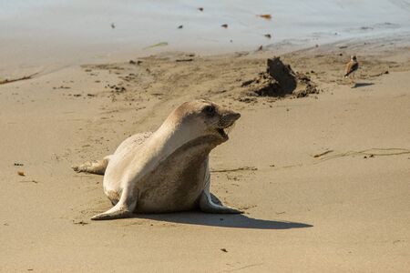 fur seal on the oceanの写真素材