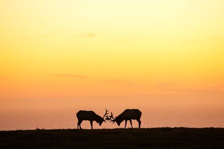silhouette of deer on beautiful sky backgroundの写真素材