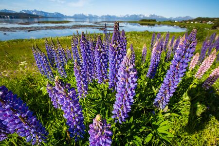 Green picturesque landscape of Norway.の写真素材