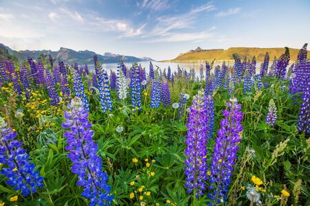 Green picturesque landscape of Norway.の写真素材