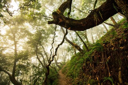 Fabulous jungle in the fogの写真素材