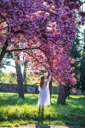 Beautiful woman in a sakura gardenの写真素材