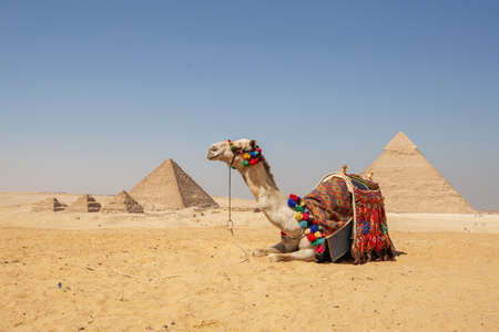 Beautiful camel and pyramidsの写真素材