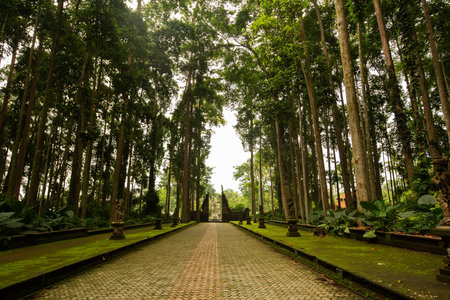 Trail in a fabulous rainforestの写真素材
