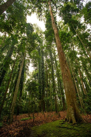 Trail in a fabulous rainforestの写真素材