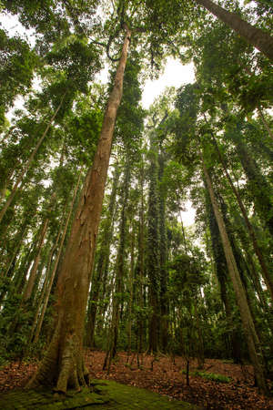 Trail in a fabulous rainforestの写真素材