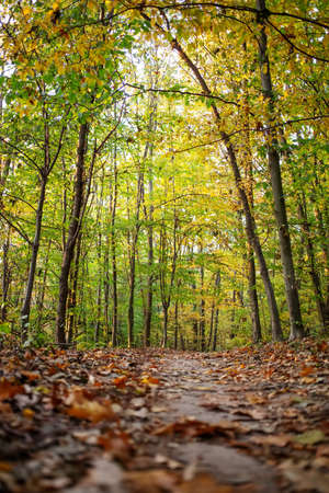 Trail in the autumn forest at dawnの写真素材