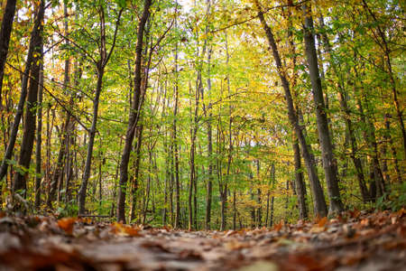 Trail in the autumn forest at dawnの写真素材