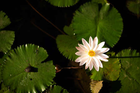 White lotus flower on the lakeの写真素材