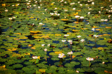 White lotus flower on the lakeの写真素材