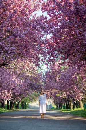 Beautiful woman in a sakura gardenの写真素材