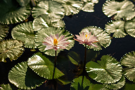 White lotus flower on the lakeの写真素材